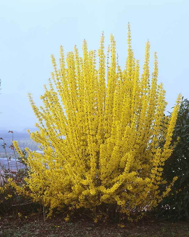 Forsythia Week End® Courtalyn - Forsythias - FORSYTHIA INTERMEDIA WEEK END ® COURTALYN