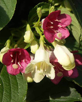 Weigélia Marjorie - Arbustes - Weigela Majorie