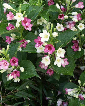 Weigélia Marjorie - jardins - Weigela Majorie