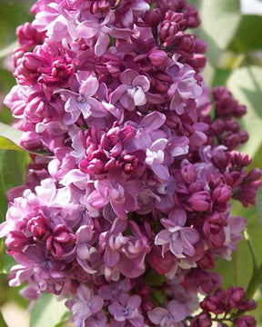 Lilas commun Prince Wolkonsky - Arbustes - SYRINGA VULGARIS PRINCE WOLKONSKY