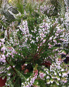 Bruyère arborescente Great Star® Le Vasterival - Bruyères - ERICA ARBOREA GREAT STAR® LE VASTERIVAL 