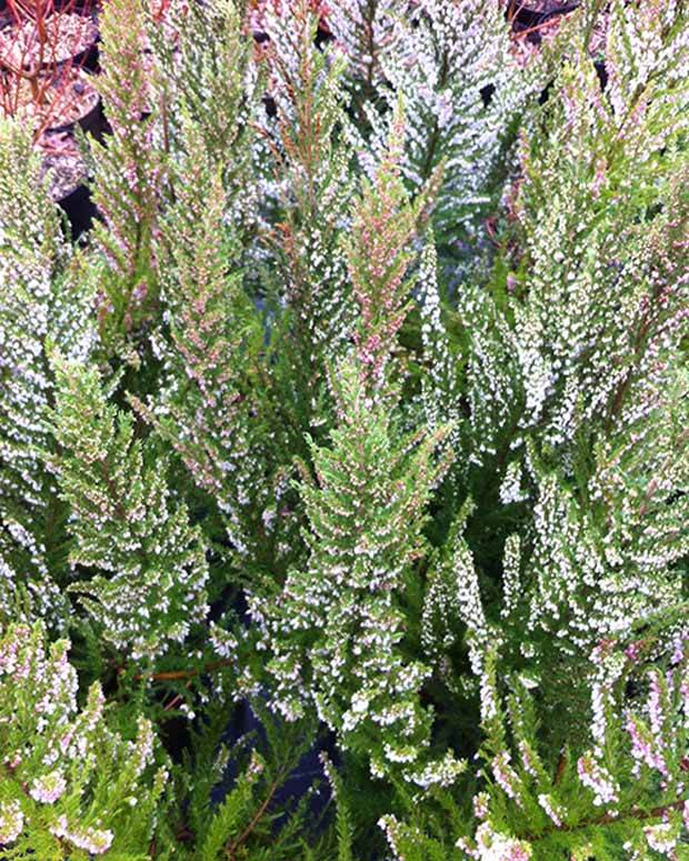 Bruyère arborescente Great Star® Le Vasterival - jardins - ERICA ARBOREA GREAT STAR® LE VASTERIVAL 