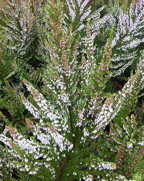 Bruyère arborescente Great Star® Le Vasterival - Plantes - ERICA ARBOREA GREAT STAR® LE VASTERIVAL 