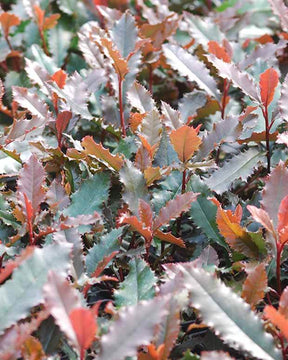 Photinia denté Crunchy® Photinia à feuille de châtaignier - Arbustes - PHOTINIA SERRATIFOLIA CRUNCHY®