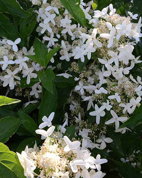 Hortensia paniculé Praecox - Arbustes - HYDRANGEA PANICULATA PRAECOX