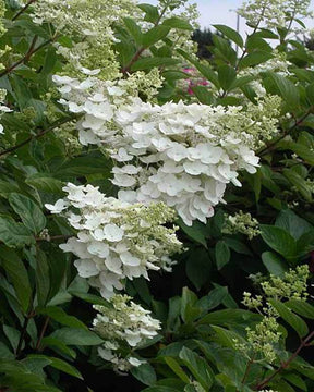 Hortensia paniculé October Bride - Arbustes - HYDRANGEA PANICULATA OCTOBER BRIDE