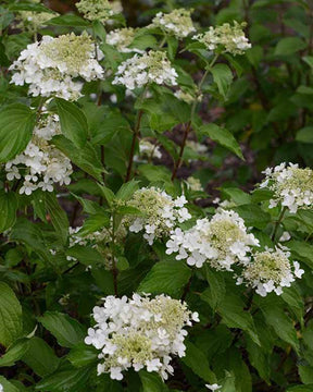 Hortensia paniculé Perle d Automne - Arbustes - Hydrangea paniculata Perle D automne