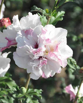 Hibiscus French Cabaret® Althéa French Cabaret® Pastel - Arbustes - HIBISCUS SYRIACUS FRENCH CABARET ® PASTEL MINDOUB1 