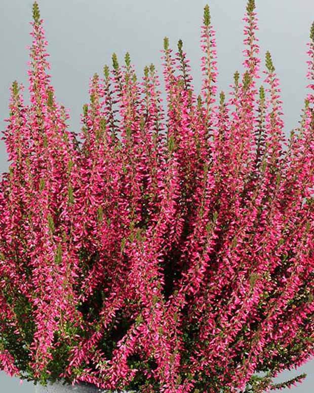 Bruyère d été Angie Callune Angie - Bruyères - CALLUNA VULGARIS ANGIE