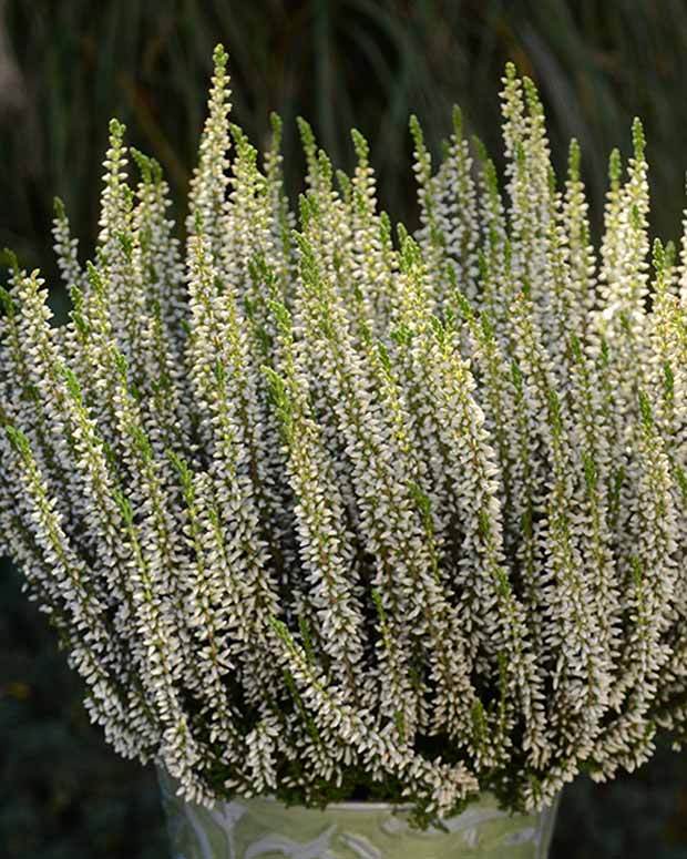 Bruyère d été Helena - Bruyères - CALLUNA VULGARIS HELENA