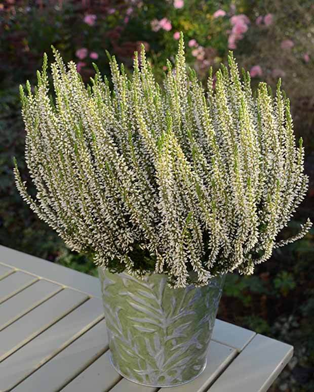 Bruyère d été Helena - Plantes - CALLUNA VULGARIS HELENA