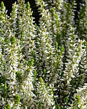 Bruyère d été Sarah - Bruyères - CALLUNA VULGARIS SARAH