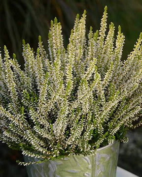 Bruyère d été Sarah - Plantes - CALLUNA VULGARIS SARAH