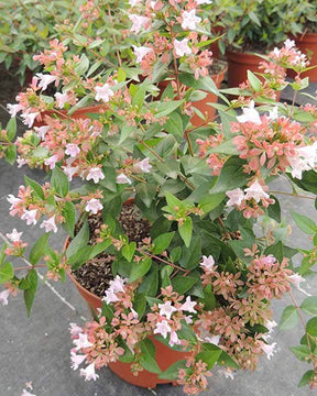 Abélia Raspberry Profusion - Abelia - ABELIA GRANDIFLORA RASPBERRY PROFUSION