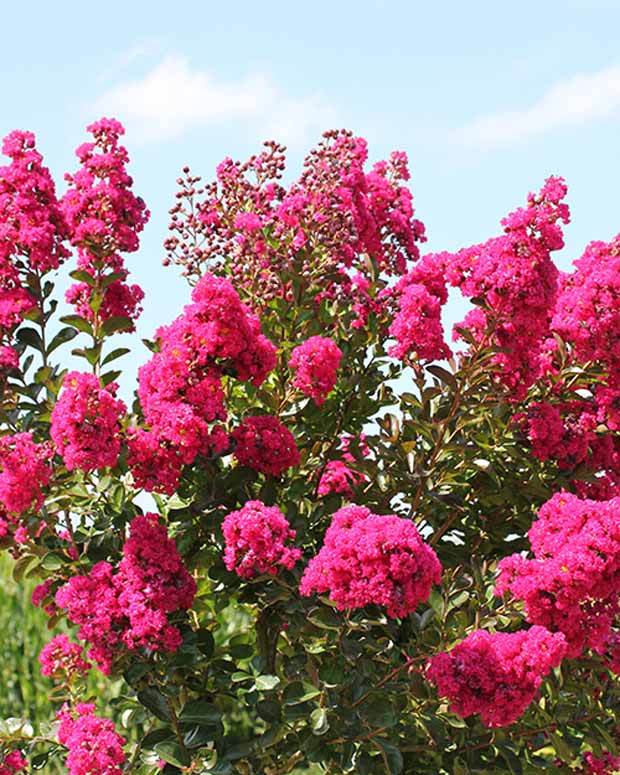 Lilas des Indes Lilas d été Fuchsia® Indyfus - Arbustes - Lagerstroemia indica Fuchsia D été ® Indyfus