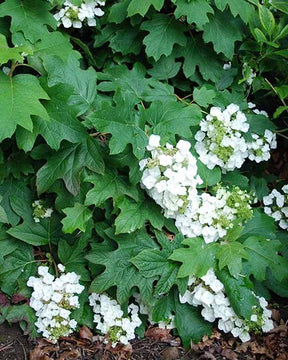 Hortensia à feuilles de chêne Burgundy - Arbustes - HYDRANGEA QUERCIFOLIA BURGUNDY