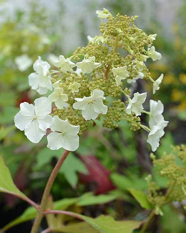 Hortensia à feuilles de chêne Ice Crystal - Hortensias - HYDRANGEA QUERCIFOLIA ICE CRYSTAL