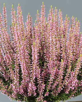 Bruyère d été Gina - Bruyères - CALLUNA VULGARIS GINA