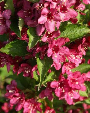 Weigélia Nain Rouge® Courtanin - Arbustes - Weigela Nain rouge ® Courtanin