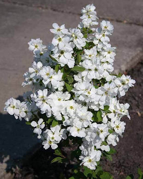 Exochorde Magical® Springtime - Arbustes - EXOCHORDA RACEMOSA MAGICAL ® SPRINGTIME