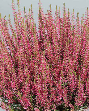 Bruyère d été Selma - Bruyères - CALLUNA VULGARIS SELMA 