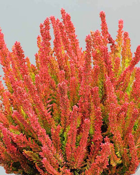 Bruyère d été Zoé - Bruyères - CALLUNA VULGARIS ZOE