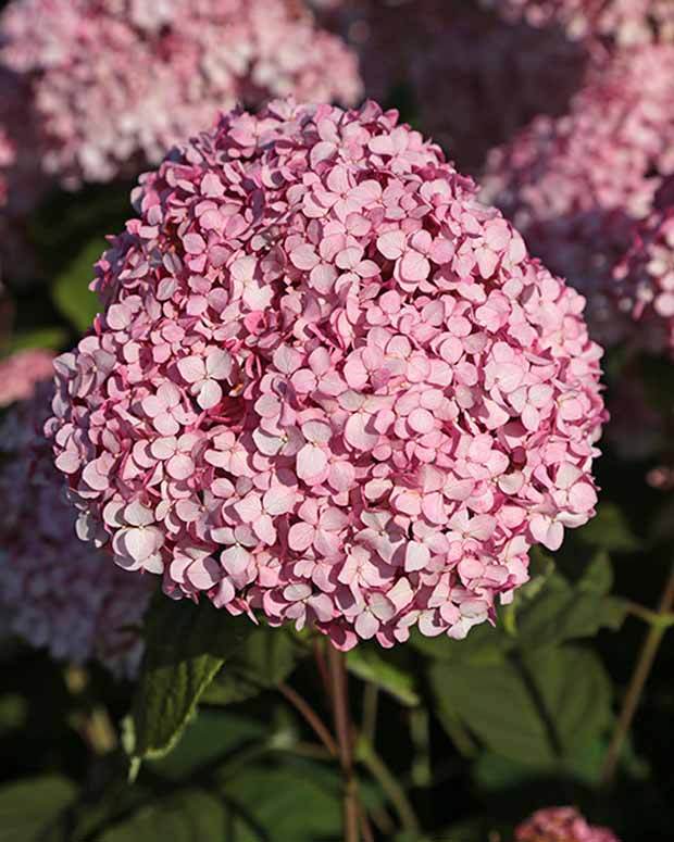 Hortensia de Virginie Magical® Pinkerbell Kolpinbel - Arbustes - HYDRANGEA ARBORESCENS MAGICAL® PINKERBELL KOLPINBEL 