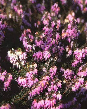 Bruyère des neiges Foxhollow Pink - Bruyères - ERICA CARNEA FOXHOLLOW PINK