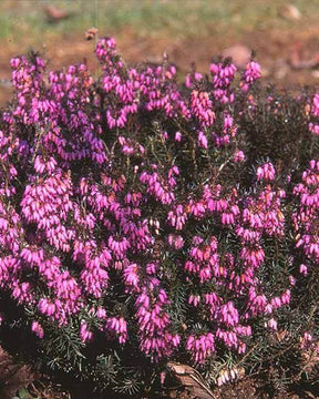 Bruyère des neiges Pink Spangles - Bruyères - ERICA CARNEA PINK SPANGLES