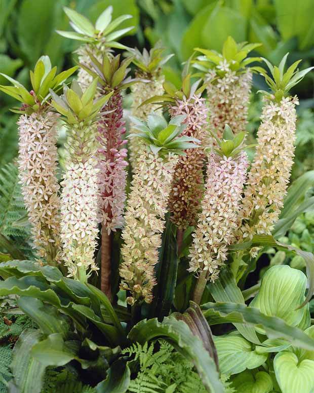 Fleur ananas - Bulbes à fleurs - Eucomis comosa