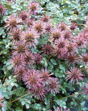 Lampourde à petites feuilles Dichte Matte - jardins - ACAENA MICROPHYLLA DICHTE MATTE