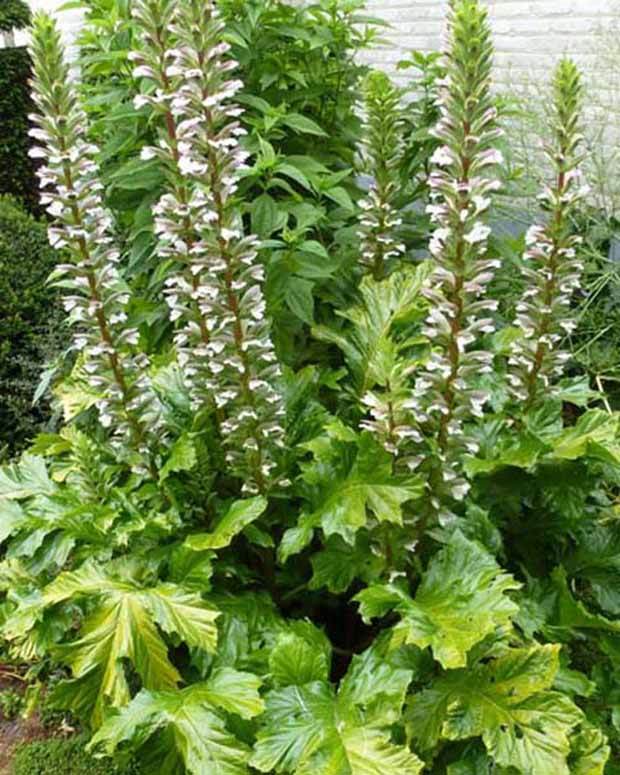 Acanthe molle Hollards Gold - Fleurs vivaces - ACANTHUS MOLLIS HOLLARDS GOLD