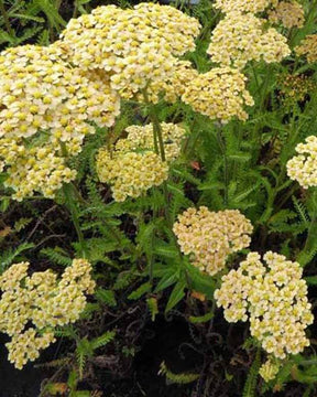 Achillée Hannelore Pahl - Fleurs vivaces - ACHILLEA HYBRIDE HANNELORE PAHL