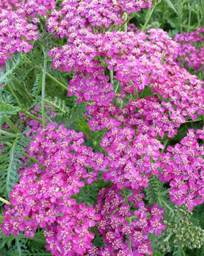 Achillée Velour - Fleurs vivaces - ACHILLEA HYBRIDE VELOUR