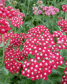 Achillée millefeuilles Laura - Fleurs vivaces - ACHILLEA MILLEFOLIUM LAURA