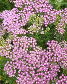 Achillée millefeuilles Chamois - Fleurs vivaces - ACHILLEA MILLEFOLIUM CHAMOIS