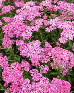 Achillée millefeuille Excel - Fleurs vivaces - ACHILLEA MILLEFOLIUM EXCEL