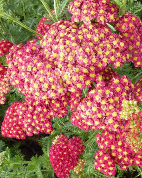 3 Achillées millefeuilles Fanal - Fleurs vivaces - ACHILLEA MILLEFOLIUM FANAL