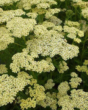 3 Achillées millefeuilles Hoffnung - Fleurs vivaces - ACHILLEA MILLEFOLIUM HOFFNUNG