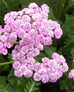 3 Achillées millefeuilles Jacqueline - Fleurs vivaces - ACHILLEA MILLEFOLIUM JACQUELINE