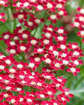 Achillée millefeuilles Peggy Sue - Fleurs vivaces - ACHILLEA MILLEFOLIUM PEGGY SUE