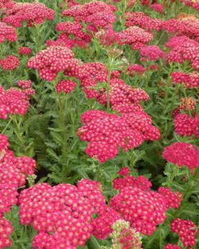 3 Achillées millefeuille Red Velvet - Fleurs vivaces - ACHILLEA MILLEFOLIUM RED VELVET