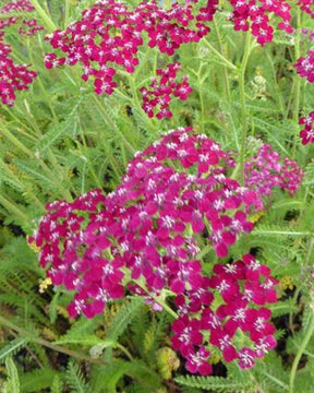 3 Achillées millefeuille Sammetriese - Fleurs vivaces - ACHILLEA MILLEFOLIUM SAMMETRIESE