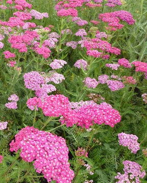 Achillée millefeuille Saucy Seduction - Fleurs vivaces - ACHILLEA MILLEFOLIUM SAUCY SEDUCTION