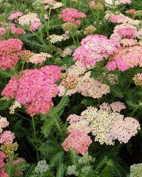 3 Achillées millefeuilles Weserandstein - Fleurs vivaces - ACHILLEA MILLEFOLIUM WESERSANDSTEIN