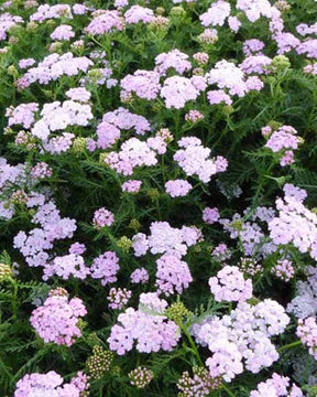 Achillée millefeuilles Wonderful Wampee - Fleurs vivaces - ACHILLEA MILLEFOLIUM WONDERFUL WAMPEE