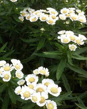 Achillée sternutatoire Nana Compacta - Fleurs vivaces - ACHILLEA PTARMICA NANA COMPACTA