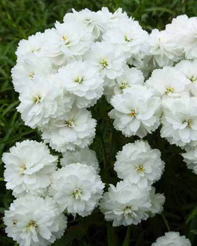 3 Achillées sternutatoire Perry s White - Fleurs vivaces - ACHILLEA PTARMICA PERRYS WHITE