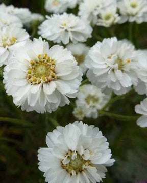 Bouton d argent The Pearl - Fleurs vivaces - ACHILLEA PTARMICA THE PEARL