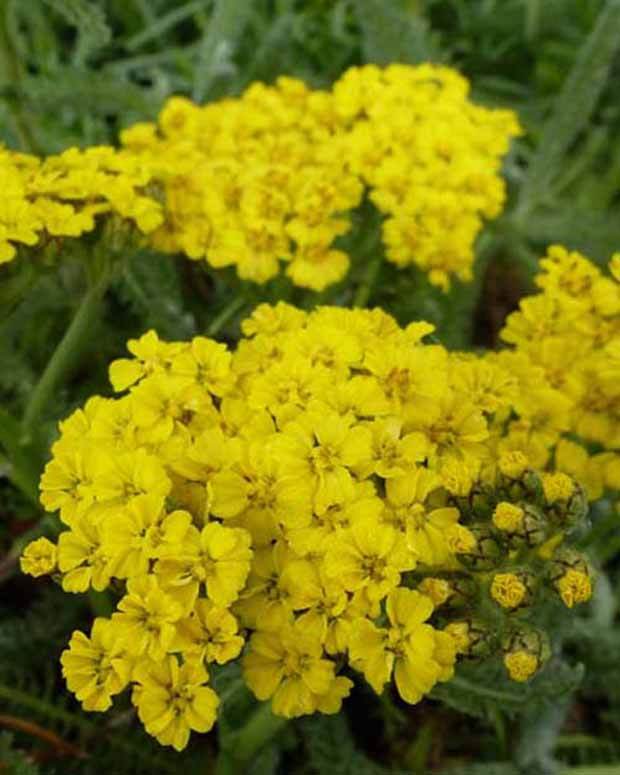 3 Achillées tomenteuse - Fleurs vivaces - ACHILLEA TOMENTOSA